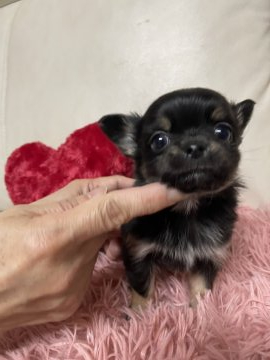チワワ(ロング)【鹿児島県・男の子・2022年1月23日・ブラックタン】の写真「元気なハンサムボーイ」