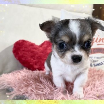 チワワ(ロング)【鹿児島県・男の子・2023年1月15日・ブルータン&ホワイト】の写真「🍀レアカラーのブルータン＆ホワイトの男の子」