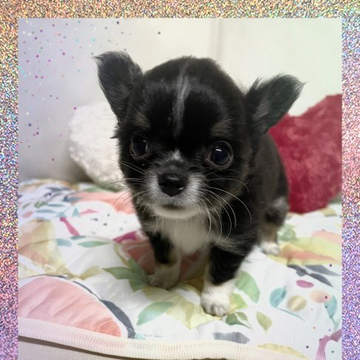 チワワ(ロング)【鹿児島県・女の子・2022年7月28日・ブラック&ホワイト】の写真「ブラック＆ホワイトの優しいお顔の女の子💕」