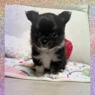 チワワ(ロング)【鹿児島県・男の子・2022年7月28日・ブラックタン&ホワイト】の写真「ブラックタン＆ホワイトのイケメン男子🎶」