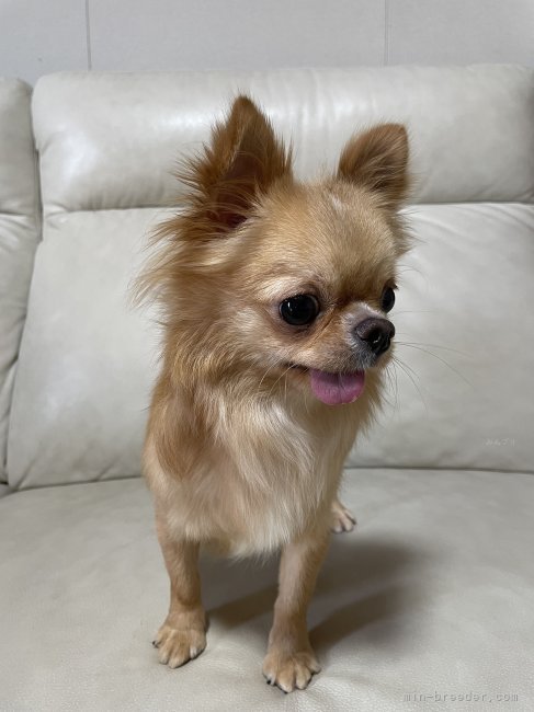 チワワ(ロング)【・男の子・2022年10月31日・クリーム＆ホワイト】