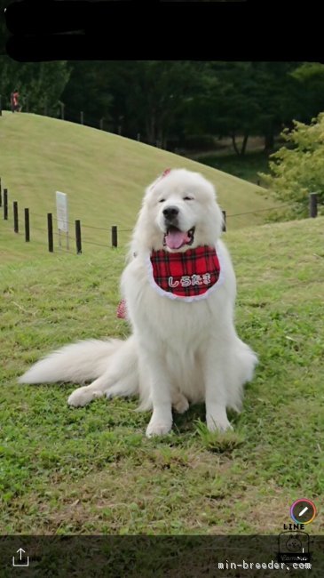 営業部長の白玉君です💕｜原山　洋(はらやま　ひろし)ブリーダー(埼玉県・キャバリアなど・JKC登録)の紹介写真2