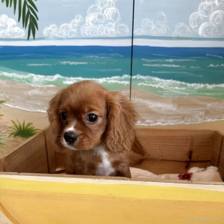 ID：2506-04842の子犬