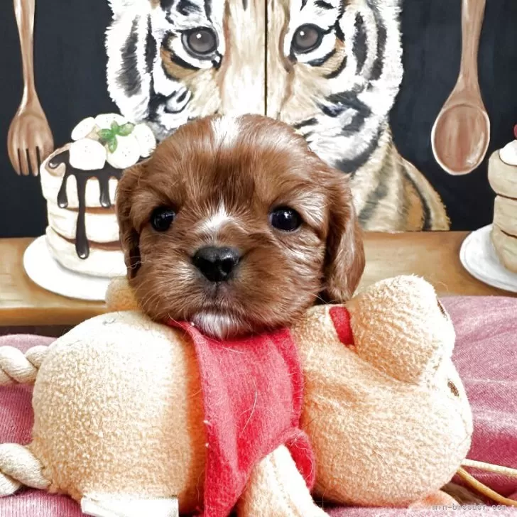 A.S 様のお迎えした子犬