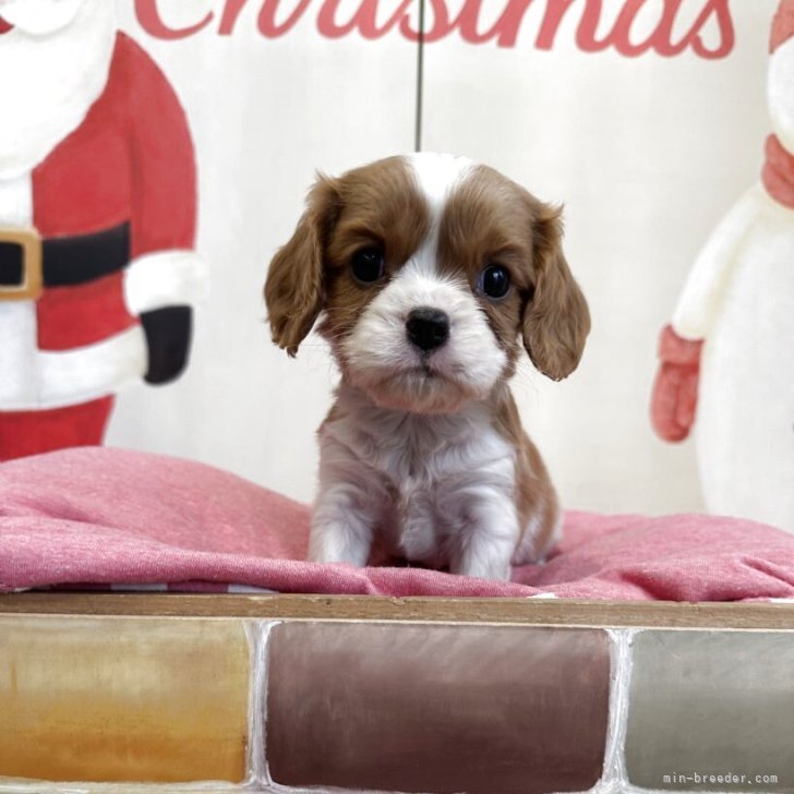 ブリーダー画像