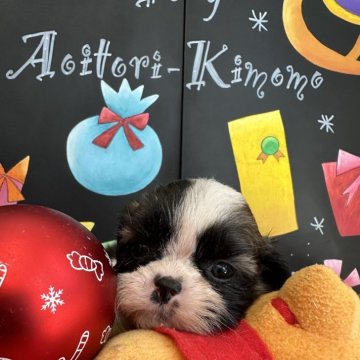 シーズー【埼玉県・男の子・2024年10月16日・ホワイトアンドゴールド】の写真「可愛いお顔の男の子」