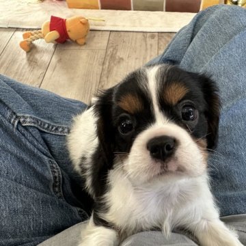 キャバリア【埼玉県・男の子・2024年10月20日・トライ】の写真「可愛いお顔の男の子」