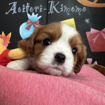 キャバリア【埼玉県・女の子・2024年11月6日・ブレンハイム】の写真「可愛いお顔の女の子」