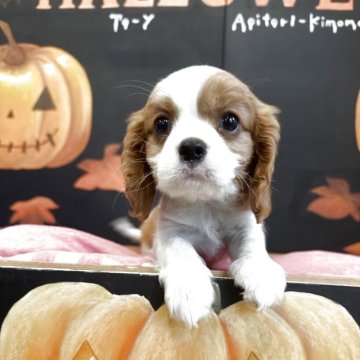 キャバリア【埼玉県・女の子・2025年8月20日・ブレンハイム】の写真「可愛いお顔の女の子」