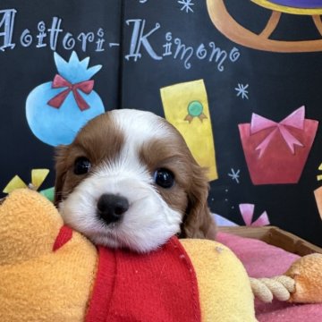 キャバリア【埼玉県・男の子・2024年11月6日・ブレンハイム】の写真「可愛いお顔の男の子」