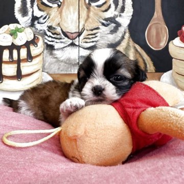 シーズー【埼玉県・女の子・2025年5月6日・ホワイトアンドゴールド】の写真「可愛いお顔の女の子」