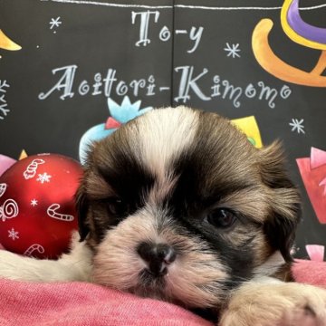 シーズー【埼玉県・男の子・2024年10月16日・ホワイトアンドゴールド】の写真「可愛いお顔の男の子」