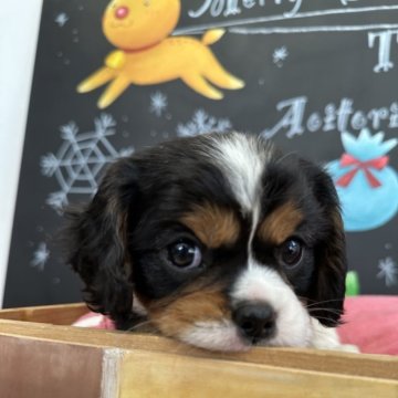 キャバリア【埼玉県・男の子・2024年10月20日・トライ】の写真「可愛いお顔の男の子」