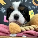 キャバリア【埼玉県・男の子・2024年10月20日・トライ】の写真1