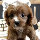 キャバプー(トイプードル×キャバリア)【埼玉県・男の子・2025年3月28日・レッドアンドホワイト】の写真1