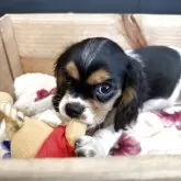 キャバリア【埼玉県・男の子・2025年7月23日・トライ】の写真1