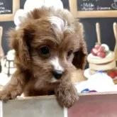 キャバプー(トイプードル×キャバリア)【埼玉県・男の子・2025年3月28日・レッドアンドホワイト】の写真4