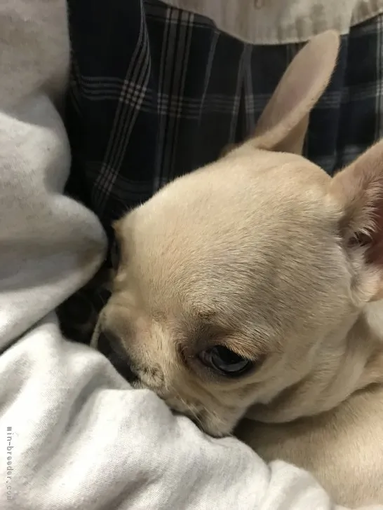れん 様のお迎えした子犬