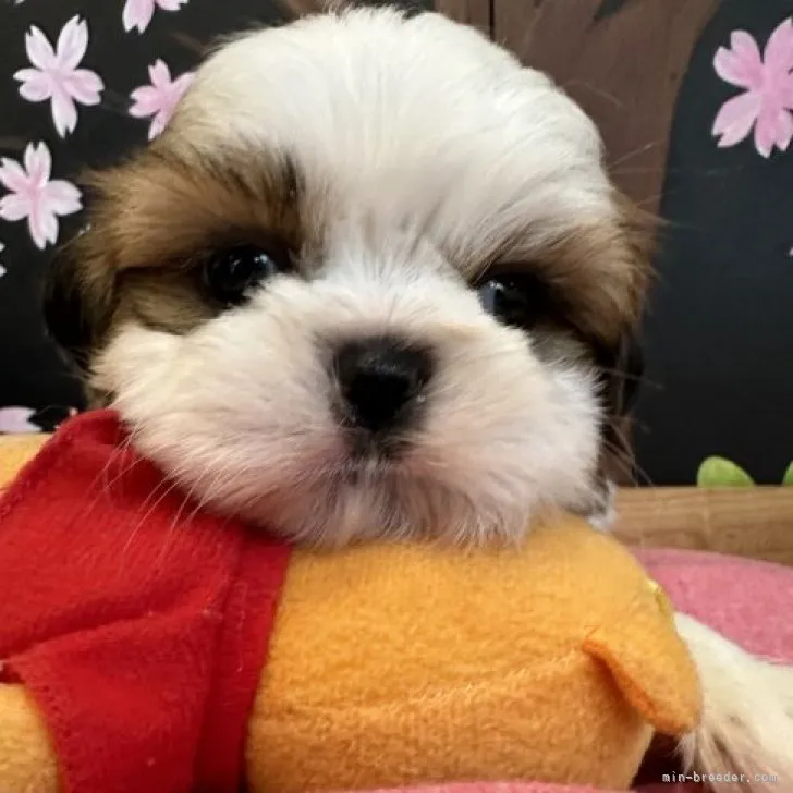 ID：2304-03289の子犬