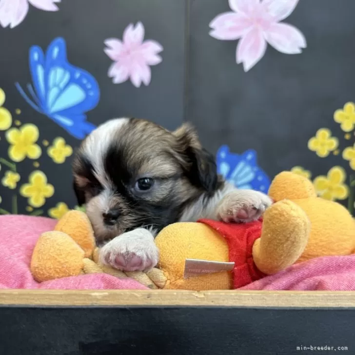 ID：2404-05070の子犬