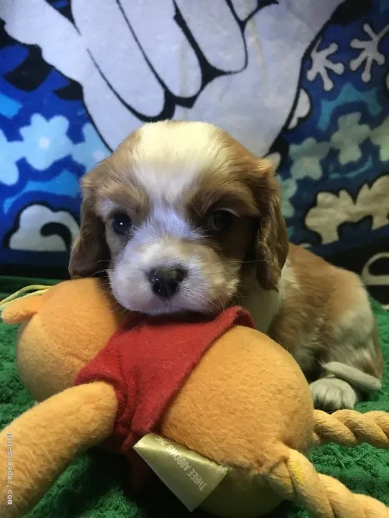 ID:1912-00168の子犬