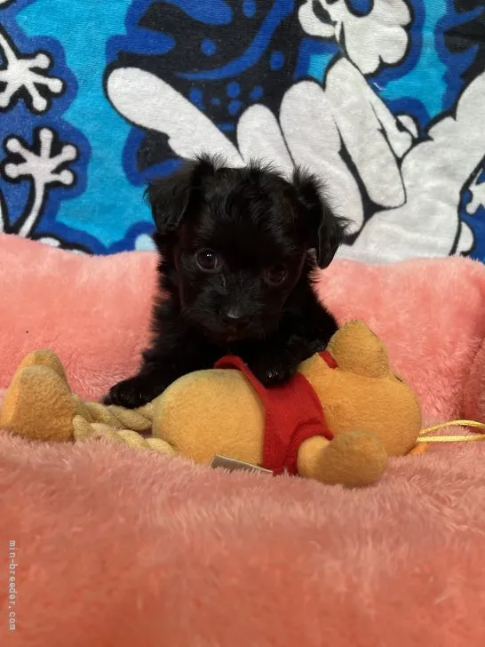 O.S 様のお迎えした子犬