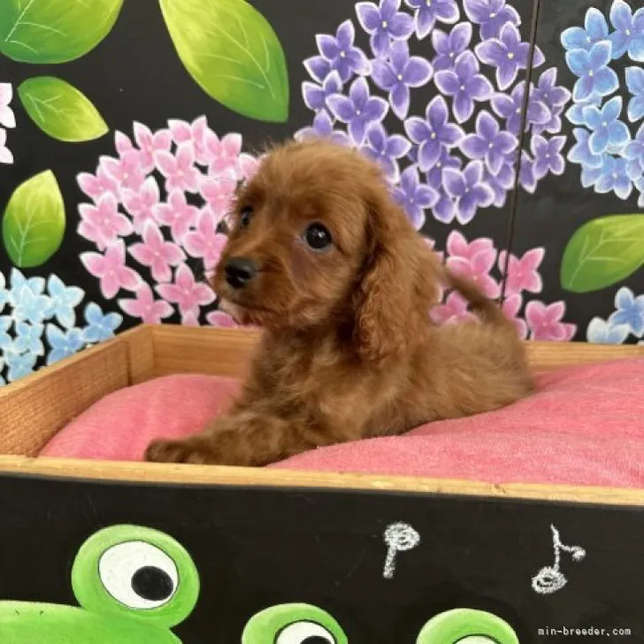 ID：2304-03270の子犬
