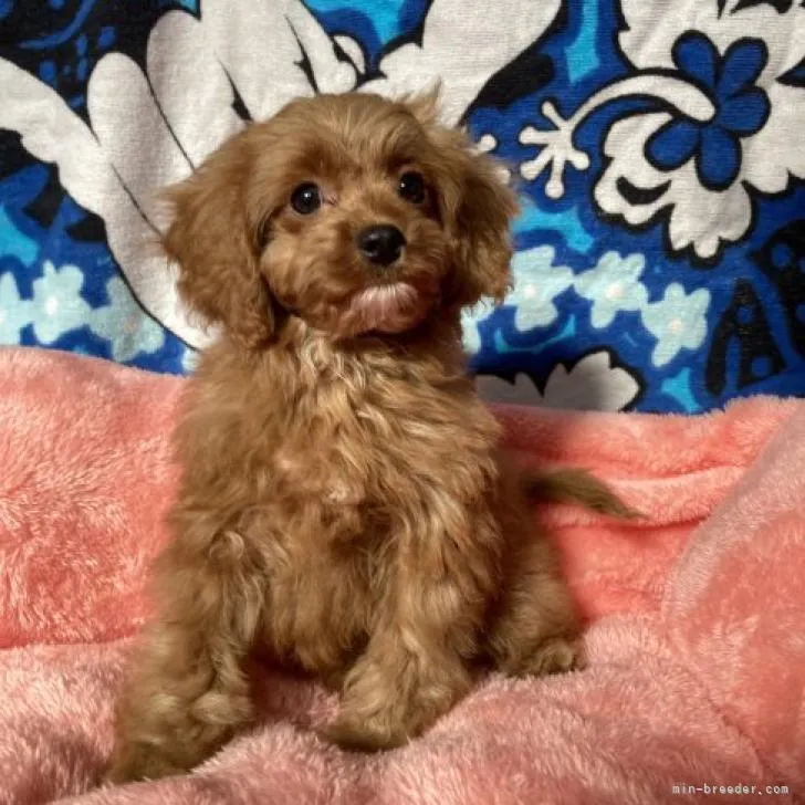 はと 様のお迎えした子犬