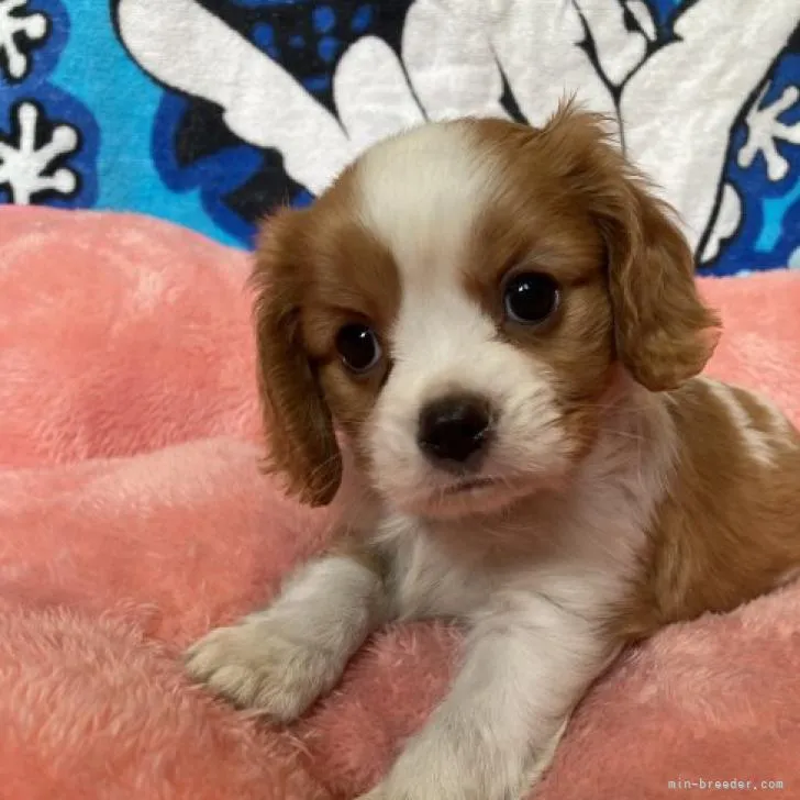 ID：2207-03738の子犬