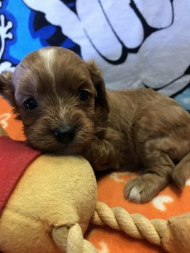 父プードル 母キャバリア【埼玉県・女の子・2019年5月18日・ルビーアンドホワイト】の写真「穏やかで毛が抜けづらいです」