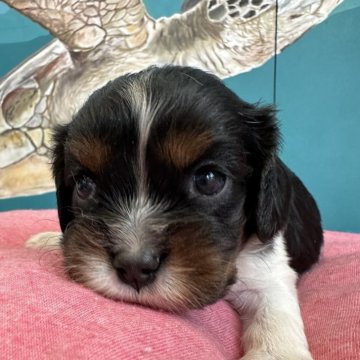 キャバリア【埼玉県・女の子・2024年7月14日・トライ】の写真「小ぶりな女の子^ ^」