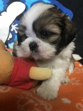 シーズー【埼玉県・男の子・2019年3月28日・ホワイトアンドゴールド】の写真「元気にミルクを飲んでます(o^^o)」