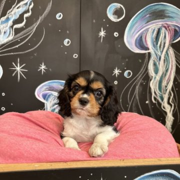 キャバリア【埼玉県・男の子・2024年4月24日・トライ】の写真「可愛いお顔の男の子^ ^」