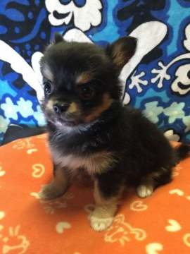 チワワ(ロング)【埼玉県・男の子・2019年3月31日・ブラックタンアンドホワイト】の写真「優しい顔の男の子です(o^^o)」