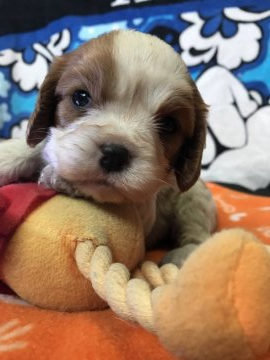 キャバリア【埼玉県・女の子・2019年3月30日・ブレンハイム】の写真「元気にミルクを飲んでます(o^^o)」