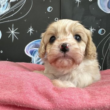 キャバプー(トイプードル×キャバリア)【埼玉県・男の子・2024年4月18日・ホワイトアンドクリーム】の写真「可愛いお顔の男の子」