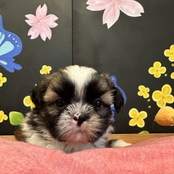 シーズー【埼玉県・男の子・2024年3月16日・ホワイト&ゴールド】の写真「おメメがクリクリ男の子」