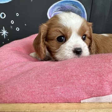 キャバリア【埼玉県・女の子・2024年4月24日・ブレンハイム】の写真「可愛いお顔の女の子^ ^」