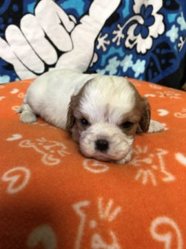 キャバリア【埼玉県・男の子・2019年3月30日・ブレンハイム】の写真「元気にミルクを飲んでます(o^^o)」