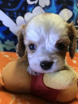 キャバリア【埼玉県・女の子・2019年4月16日・ブレンハイム】の写真「小柄な女の子です」