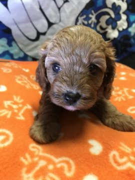 父プードル 母キャバリア【埼玉県・女の子・2019年4月17日・レッド】の写真「お父さんがプードルなので抜け毛が少ないです」