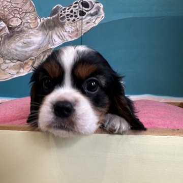 キャバリア【埼玉県・男の子・2024年7月14日・トライ】の写真「可愛いお顔の男の子です！」