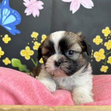 シーズー【埼玉県・男の子・2024年3月16日・ホワイトアンドゴールド】の写真「元気いっぱいの男の子」