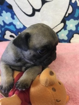 パグ【埼玉県・男の子・2019年1月20日・フォーン】の写真「マルマルしてます(o^^o)」