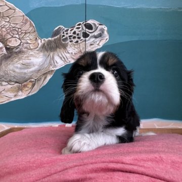 キャバリア【埼玉県・男の子・2024年7月12日・トライ】の写真「小ぶりな男の子です！」