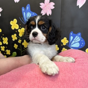 キャバリア【埼玉県・男の子・2024年1月26日・トライ】の写真「可愛いお顔の男の子^ ^」