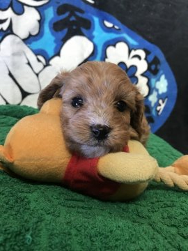 父プードル、母キャバリア。【埼玉県・女の子・2019年10月20日・アプリコット】の写真「おっとりさんな、女の子^_^」