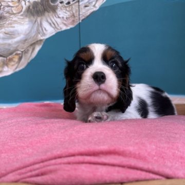 キャバリア【埼玉県・男の子・2024年7月14日・トライ】の写真「可愛いお顔の男の子です！」