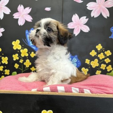 シーズー【埼玉県・女の子・2023年12月15日・ホワイトアンドゴールド】の写真「可愛いお顔の女の子」