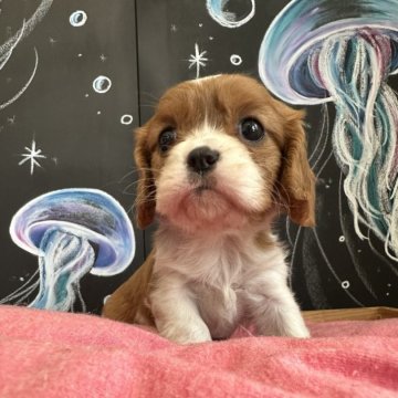 キャバリア【埼玉県・女の子・2024年3月29日・ブレンハイム】の写真「可愛いお顔の女の子^ ^」